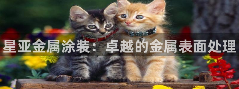 02282美高梅股票